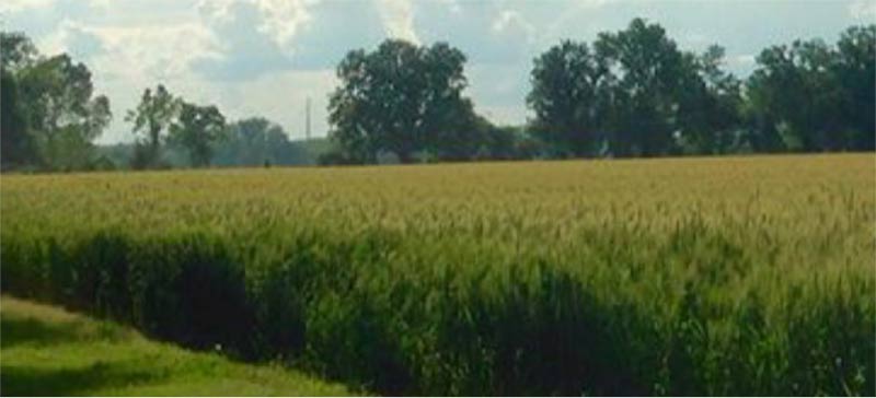 Mature corn fields in Williamsburg, Virginia