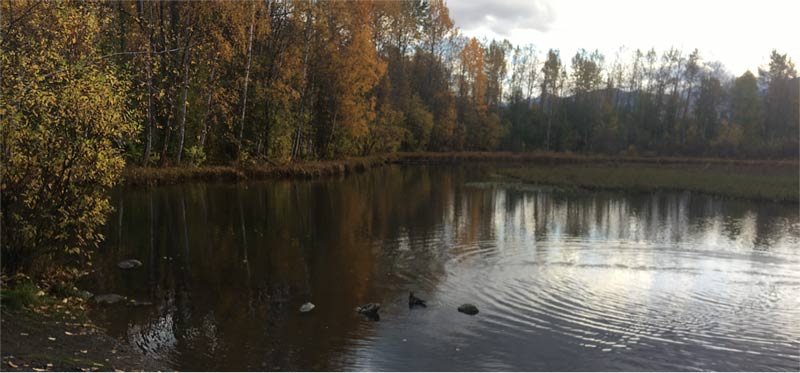 Ducks on Moose Lake, Anchorage, Alaska
